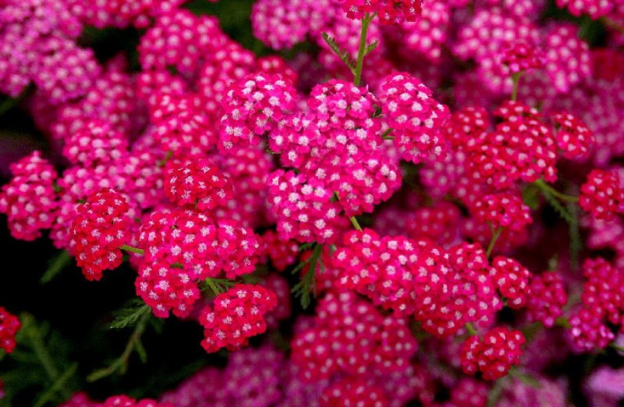 Achillea millefolium paprika