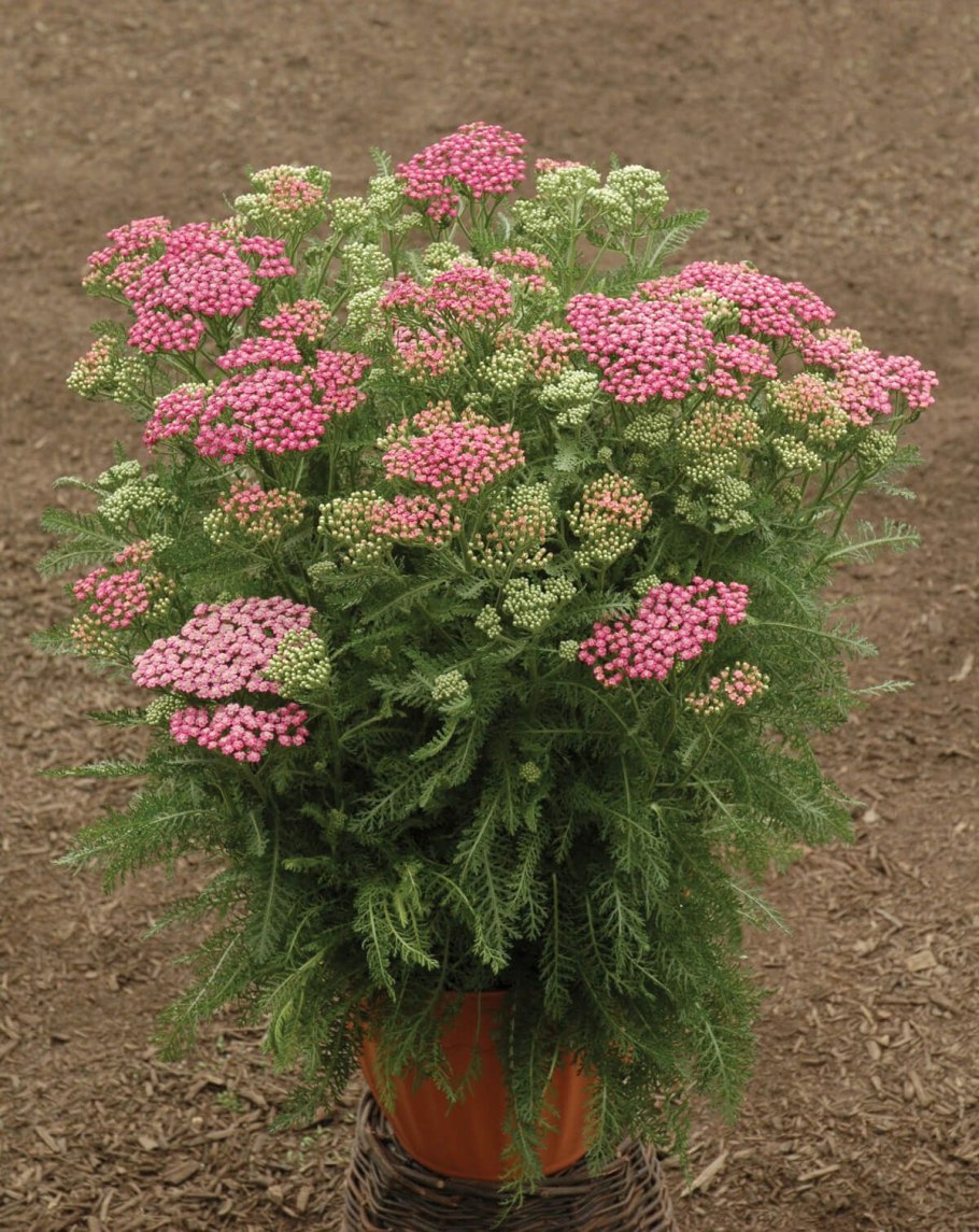 Yarrow тысячелистник