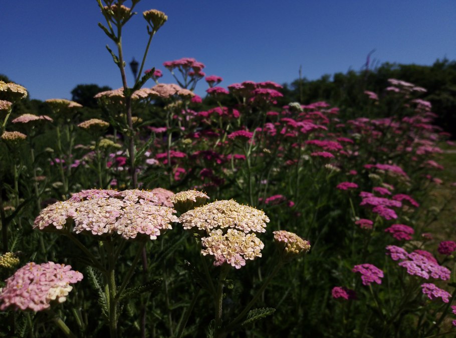 Тысячелистник Экселент