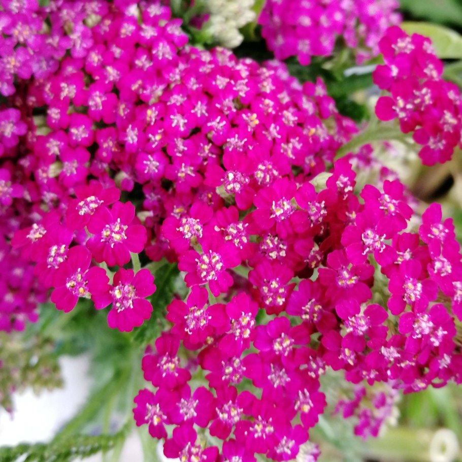 Тысячелистник Achillea Pineapple Mango