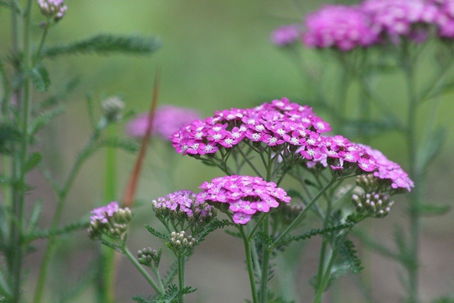 Achillea sibirica Love Parade