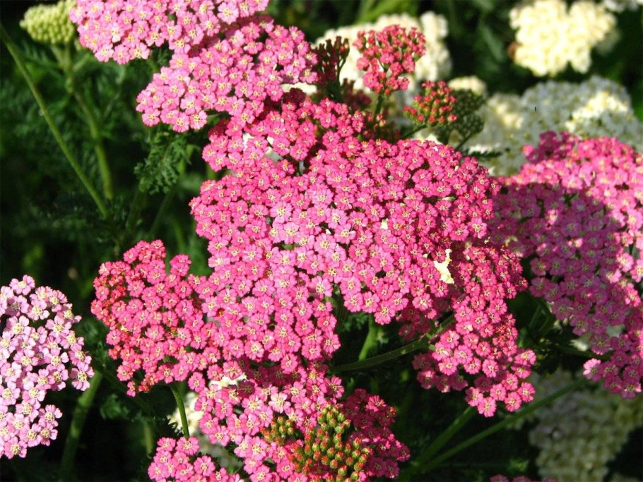 Тысячелистник Achillea millefolium Red Velvet