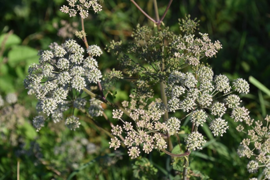 Conium maculatum (кониум макулатум) болиголов пятнистый