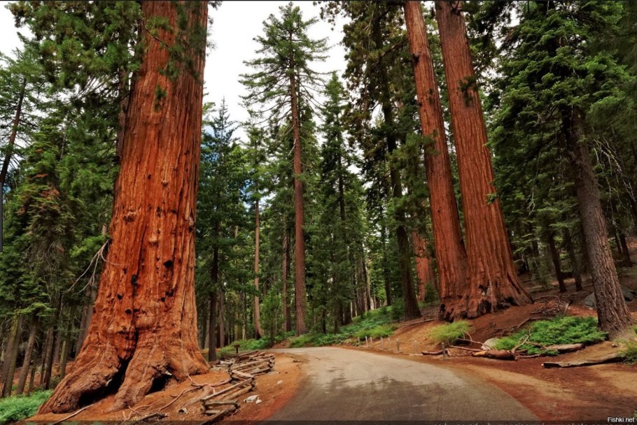 Национальный парк Секвойя Калифорния
