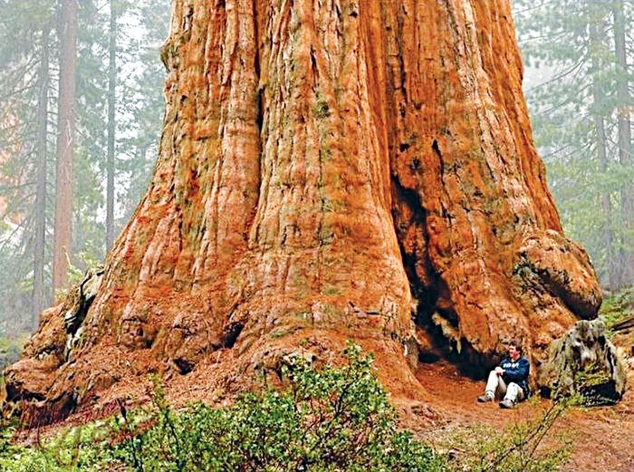 Генерал Шерман (дерево)