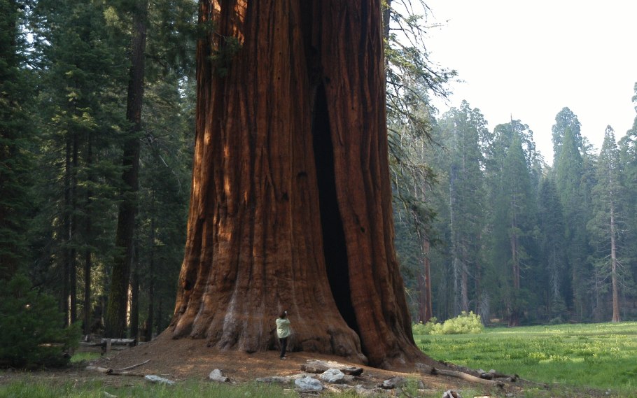 Канада лес секвой