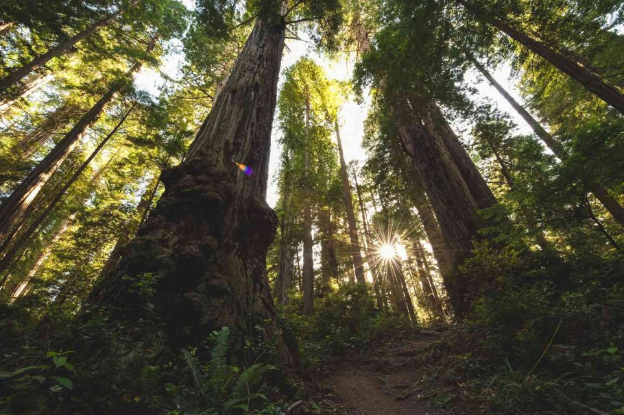Гигантская Секвойя генерал Шерман