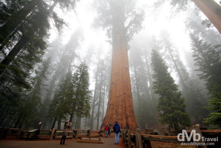 Генерал Шерман (дерево)