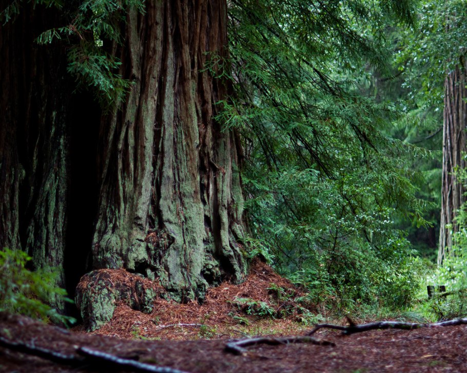 Секвойя Редвуд