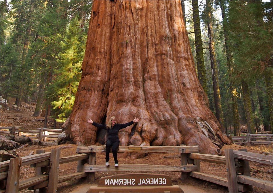 Гигантская Секвойя генерал Шерман