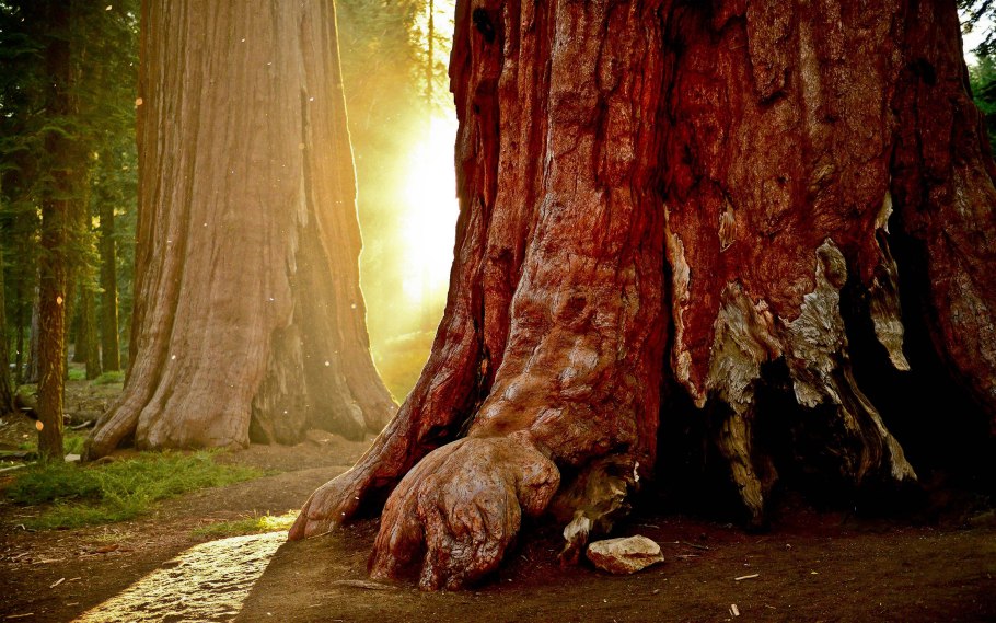 Секвойя вечнозелёная