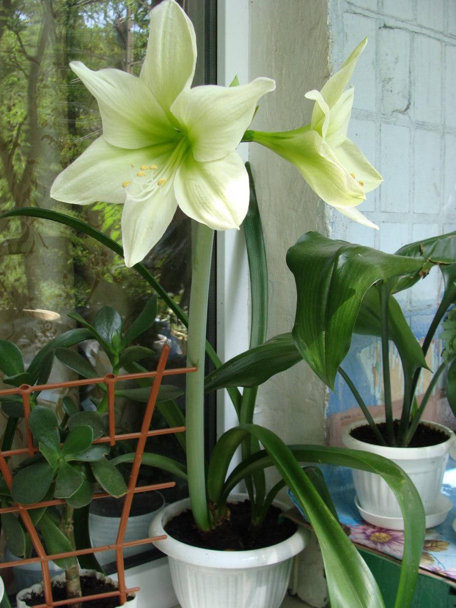 Лилия гиппеаструм