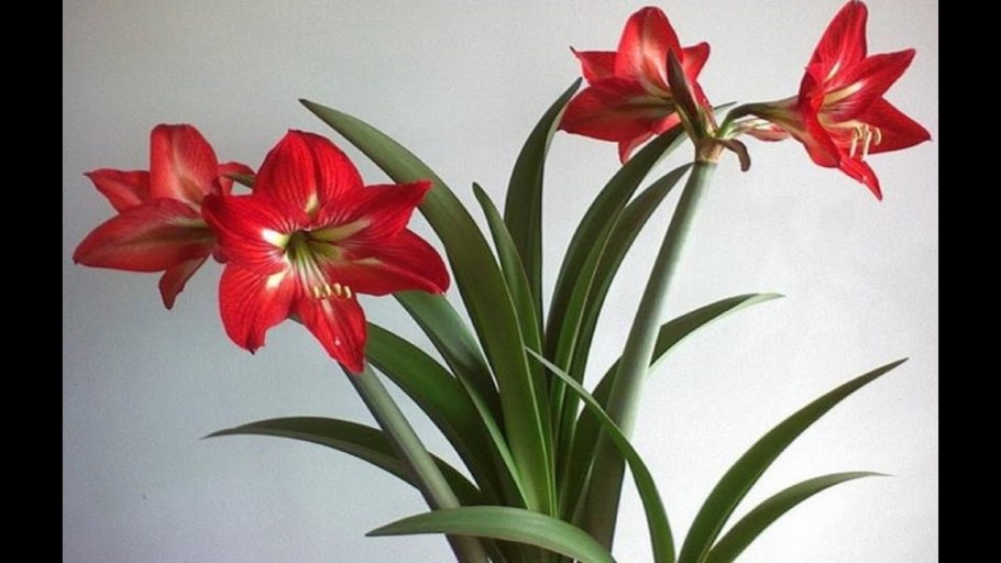 Гиппеаструм амариллис