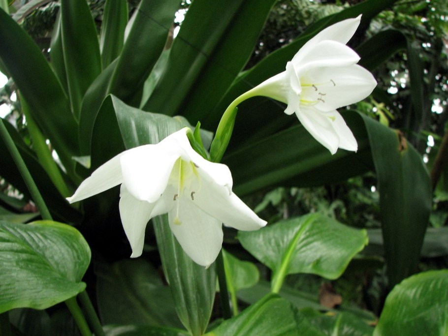 Эухарис Сандера (Eucharis sanderi)
