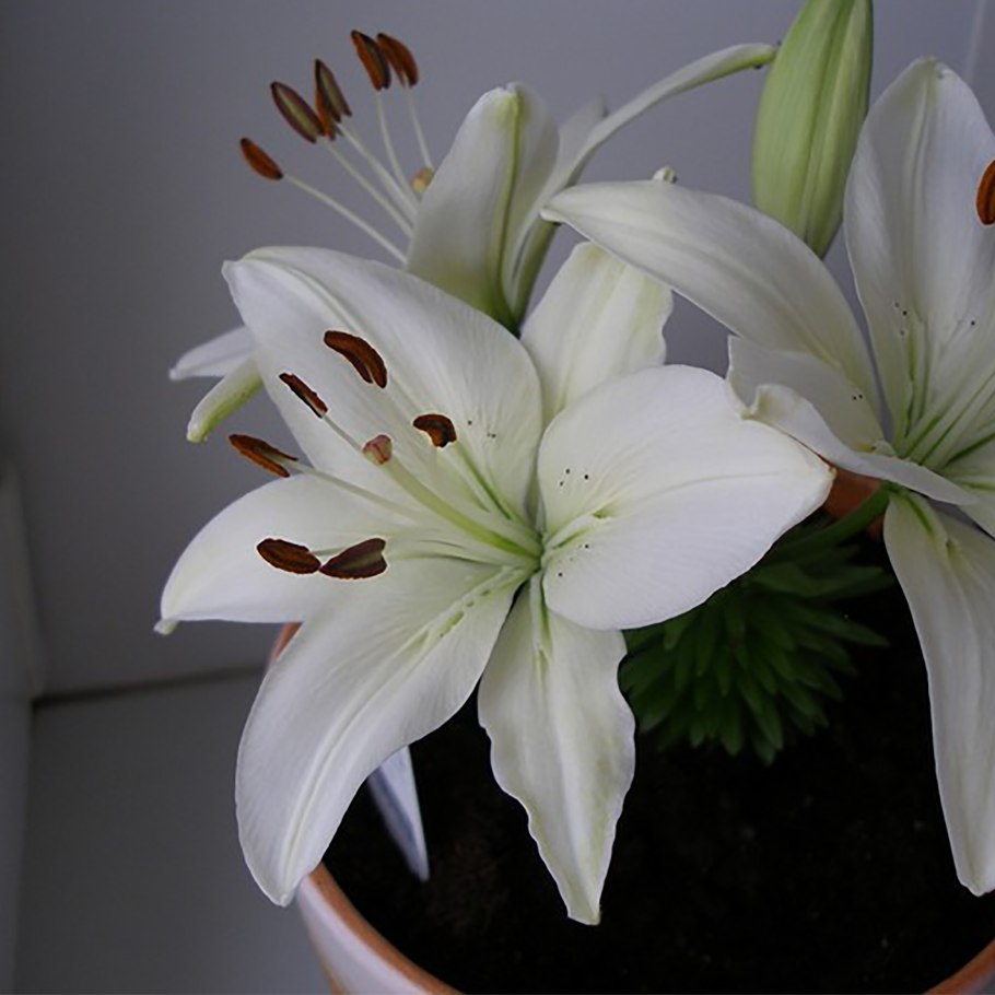 Лилия Апполо