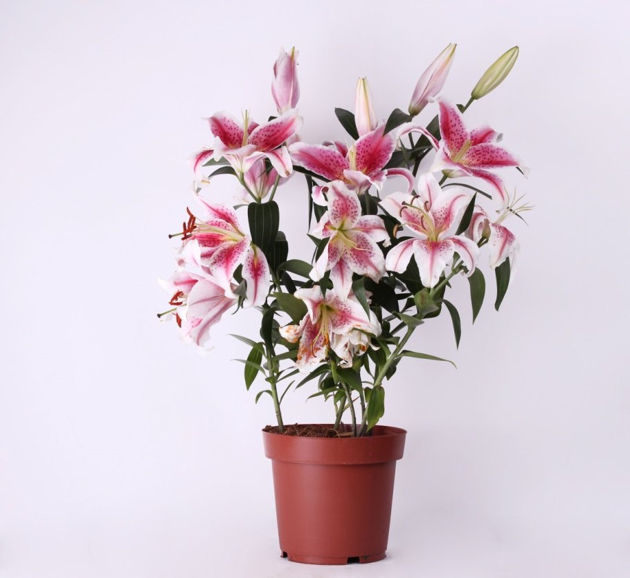 Лилия Апполо комнатная