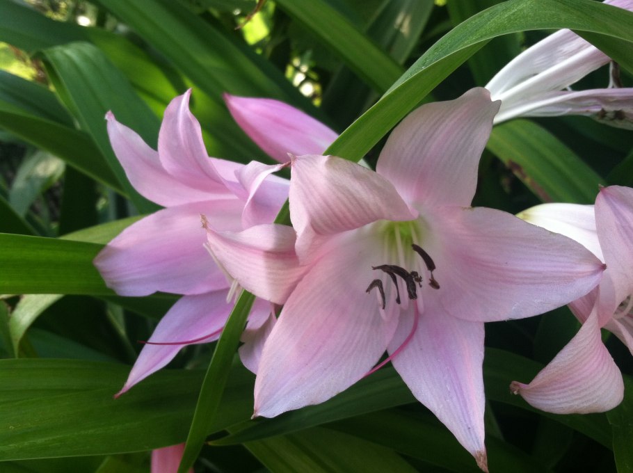 Кринум Пауэлла цветок