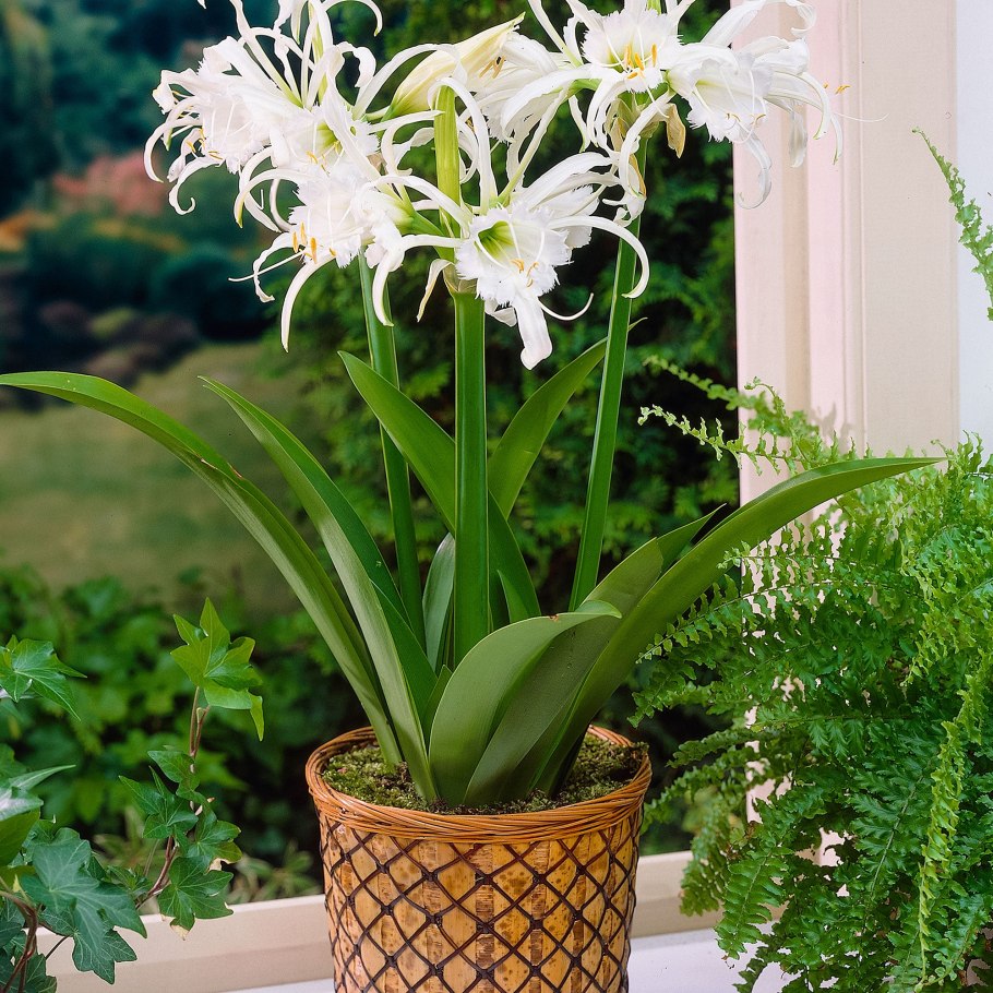 Гименокаллис Фесталис