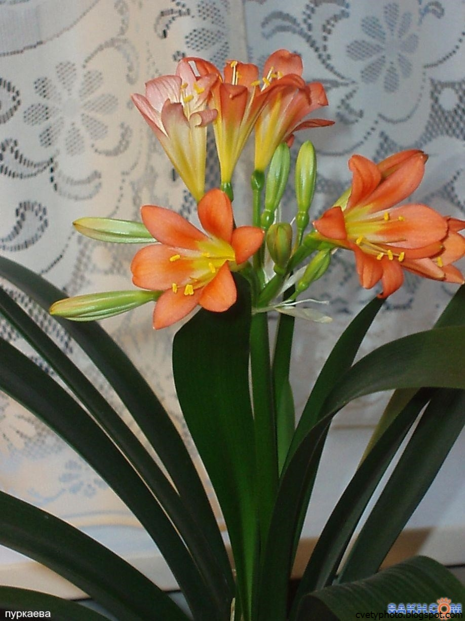 Кливия и гиппеаструм