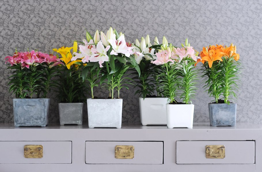 Лилия (растение) Декорум