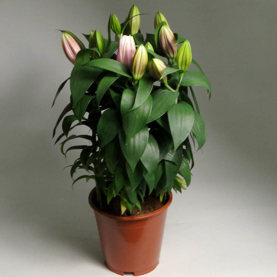 Лилия Восточная микс