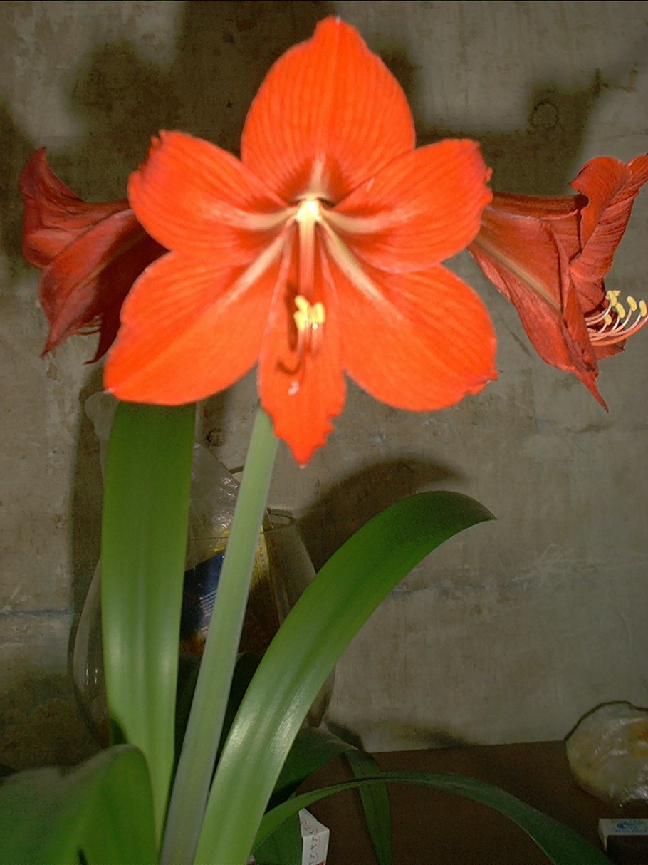 Лилия гиппеаструм цветок