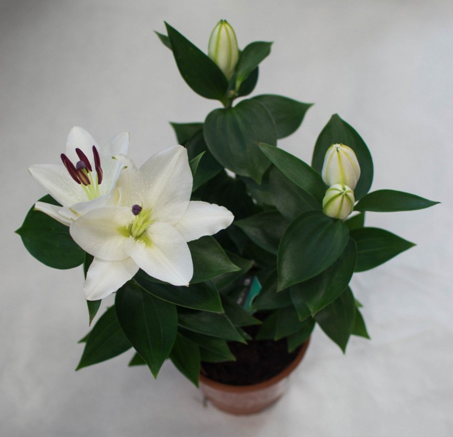 Лилия Аполло в горшке