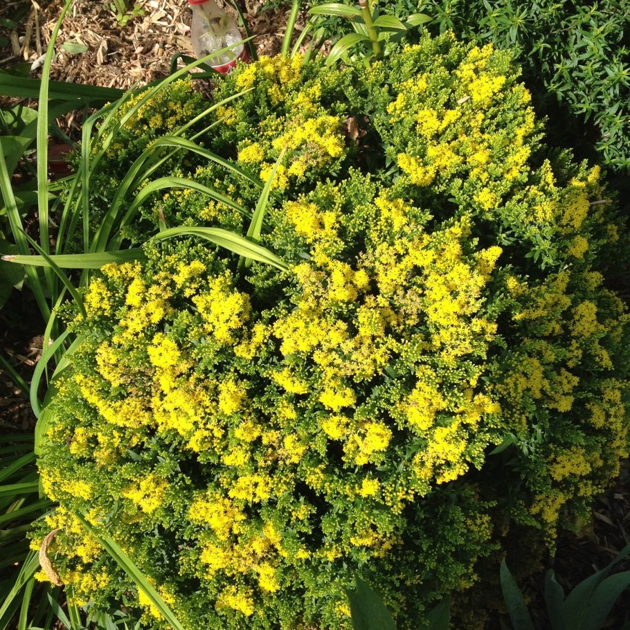 Солидаго Голден Дварф