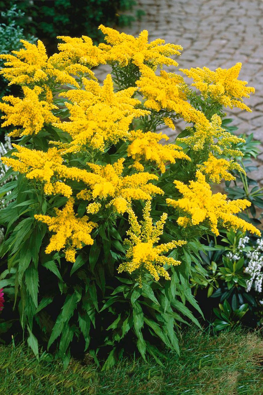 Золотарник и Астра