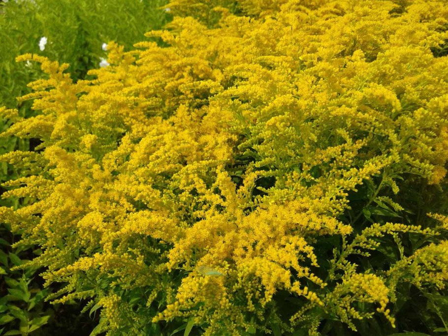 Золотарник Голден Дварф