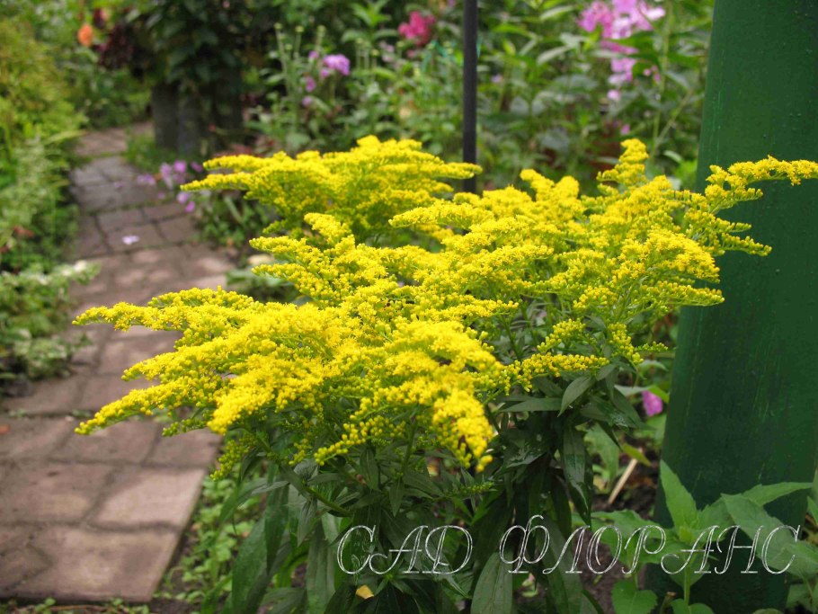 Золотарник канадский (Solidago canadensis)