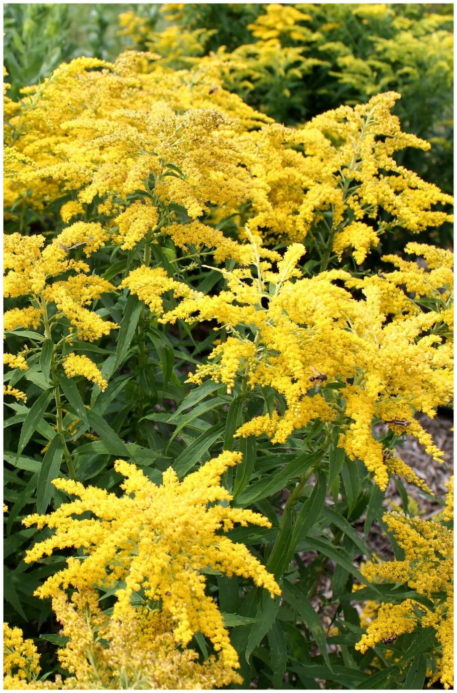 Золотарник (Solidago) «Golden Dwarf»