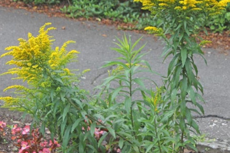 Золотарник солидаго