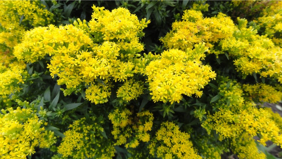 Солидаго 'Citronella'