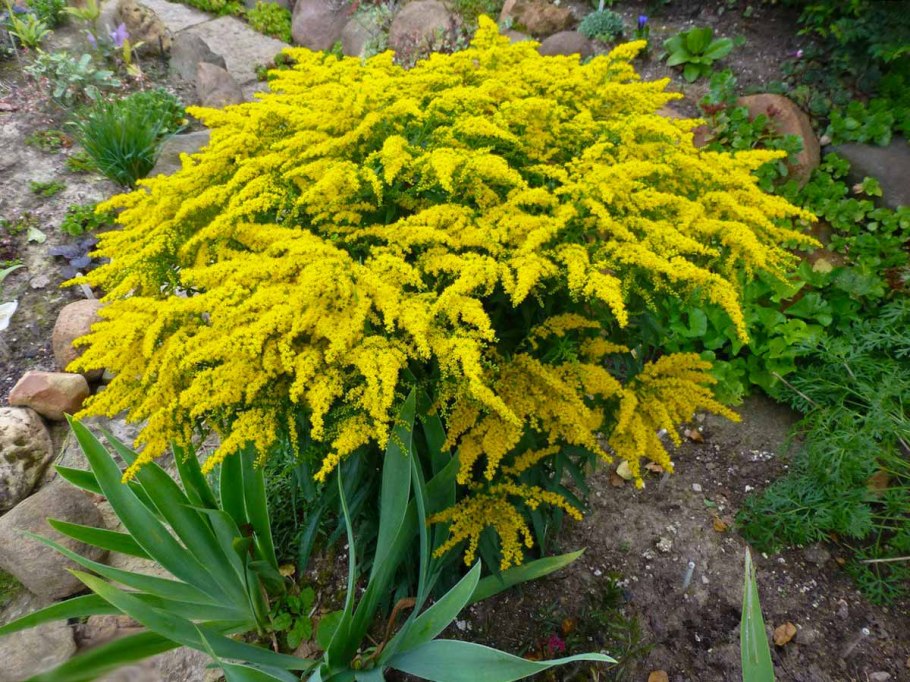 Золотарник (Solidago) «Golden Dwarf»
