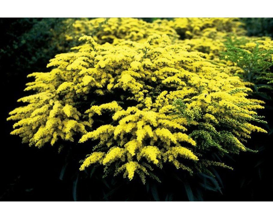 Золотарник гибридный солидаго