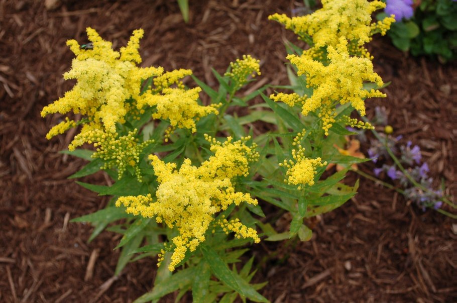 Solidago / солидаго, золотарник ’Strahlenkrone’