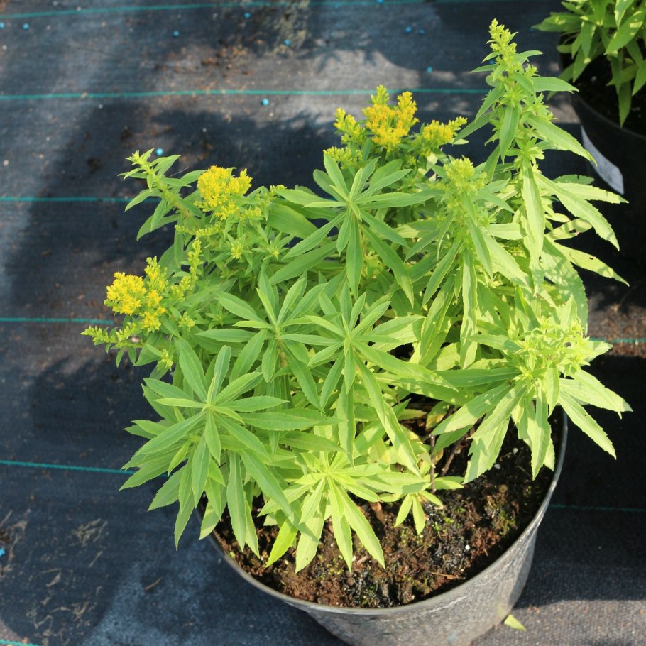 Золотарник гибридный Страхленкрон