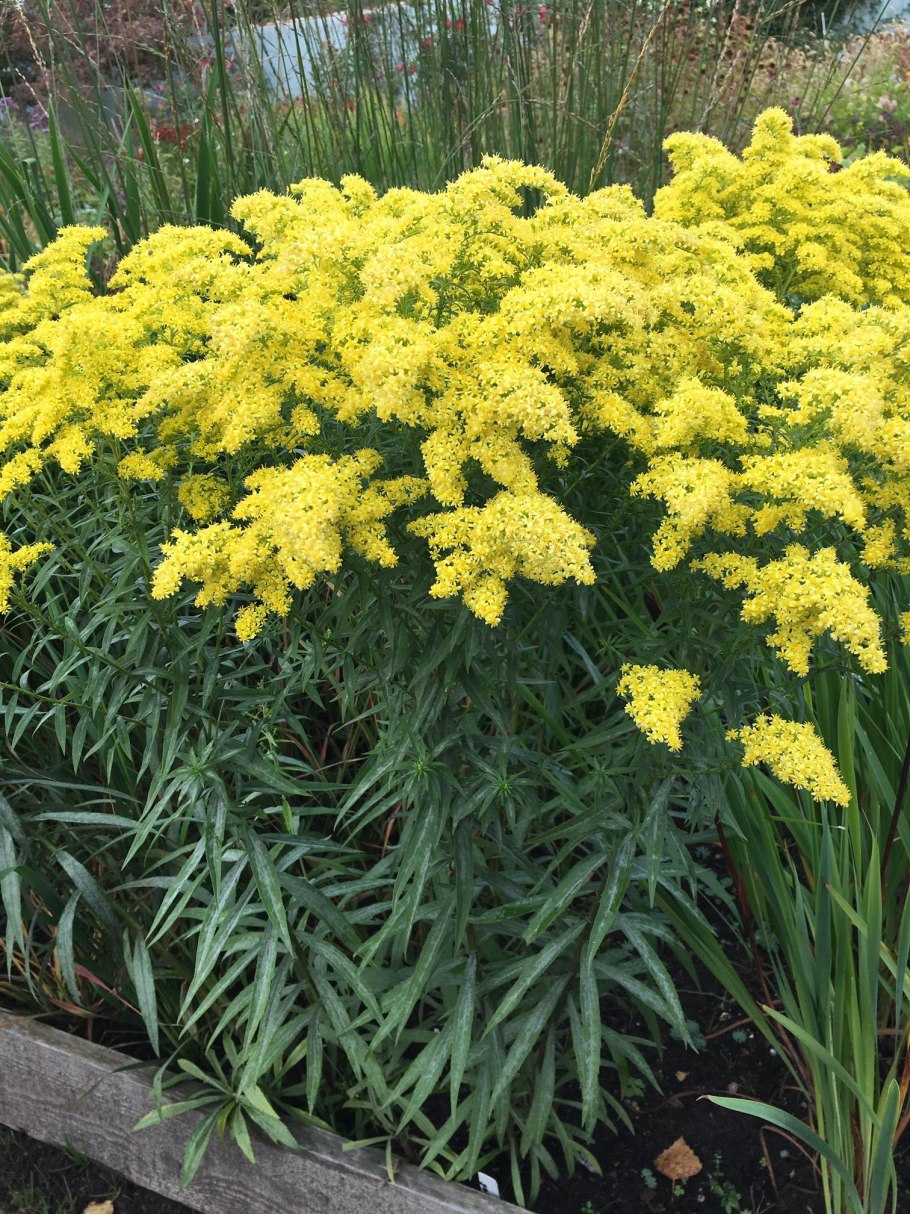 Золотая розга (золотарник)