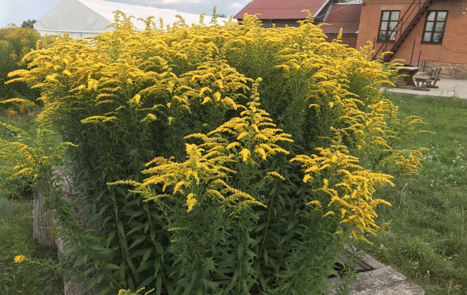 Золотарник солидаго