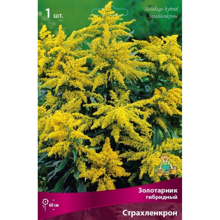 Золотарник канадский (солидаго)