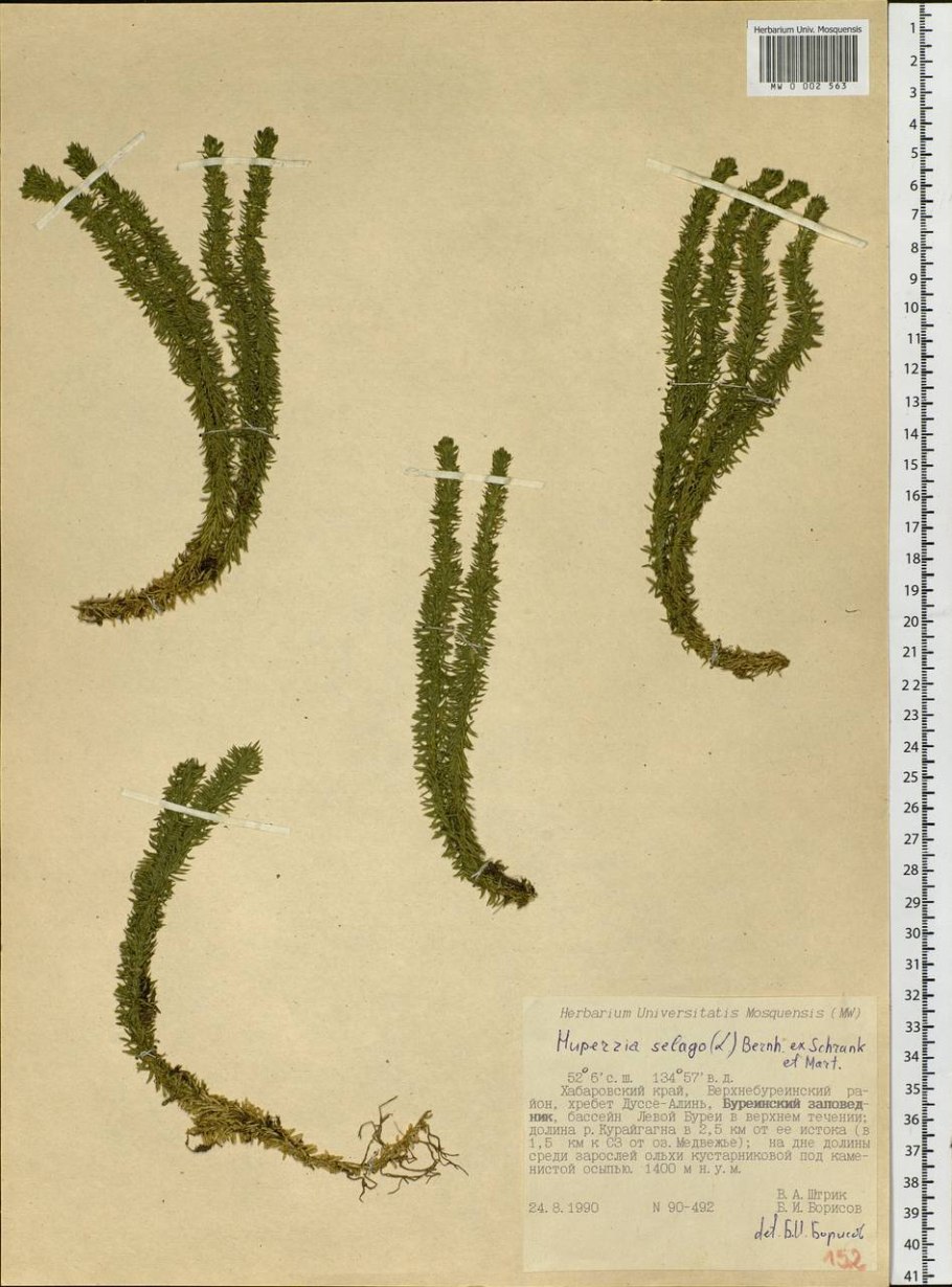 Баранец обыкновенный гербарий