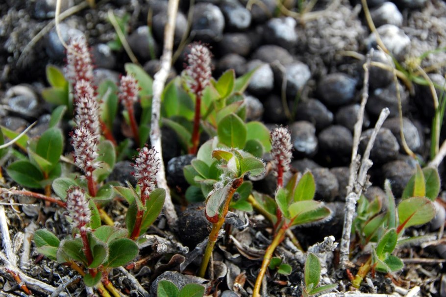 Ива Арктическая Salix Arctica