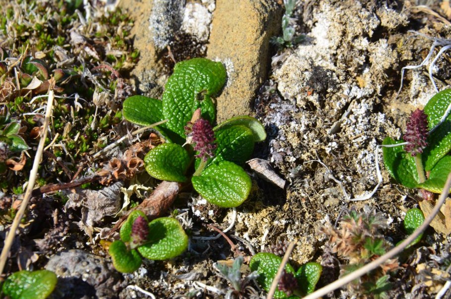 Salix reticulata