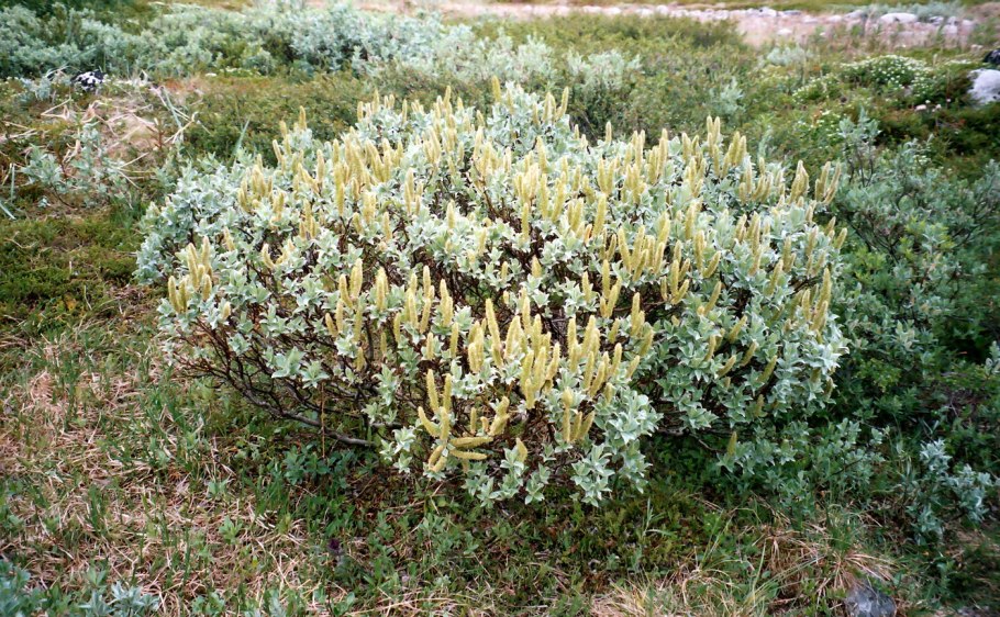 Ива Salix Lanata