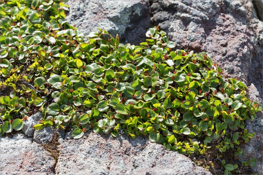 Ива травянистая (Salix herbacea)