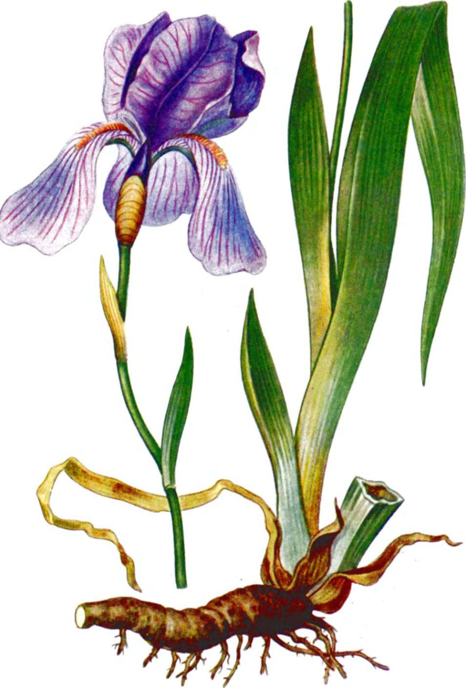 Ирис Сибирский луковицы