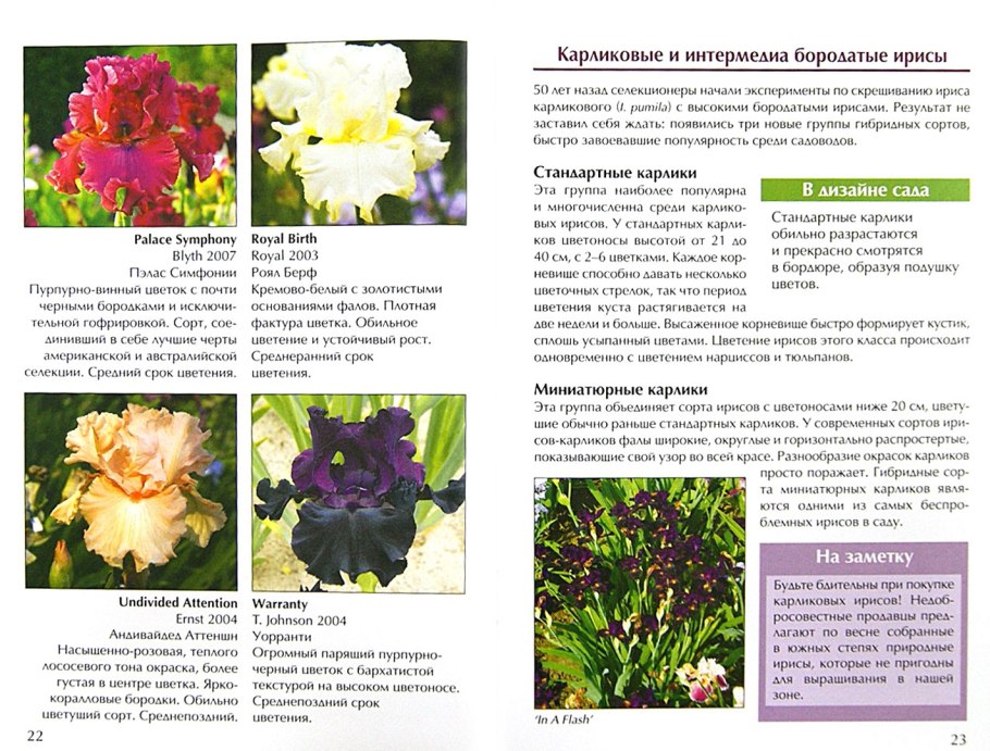 Ирисы бородатые Пирогова