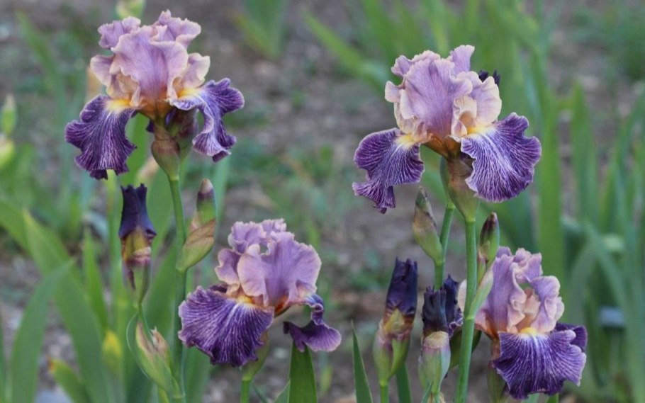 Ирис бородатый Шазам