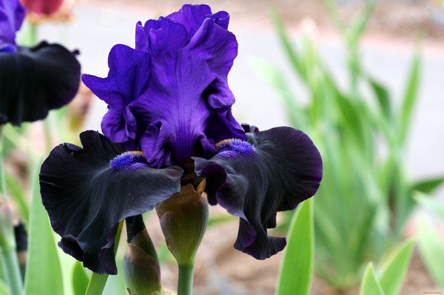 Таблица цветения луковичных